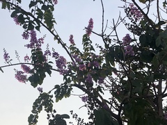 Lagerstroemia