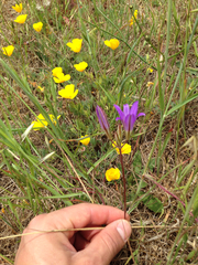 Brodiaea elegans elegans