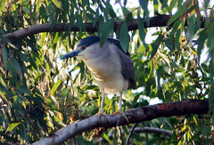Nycticorax nycticorax