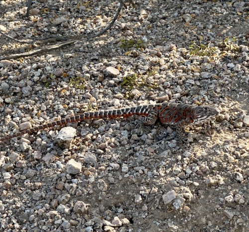Long-nosed Leopard Lizard, Maricopa County, US-AZ, US, photo 10 of 10