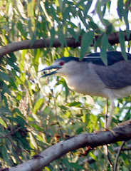 Nycticorax nycticorax