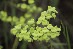 Calceolaria nudicaulis