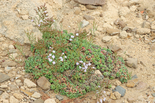 Image of Limonium minutum by (c) Roy Lowry, some rights reserved (CC BY)