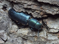 Temnoscheila caerulea