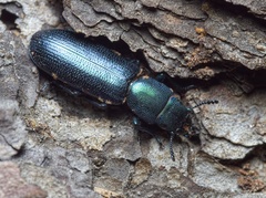 Temnoscheila caerulea