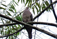 Patagioenas plumbea