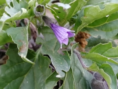 Physochlaina physaloides