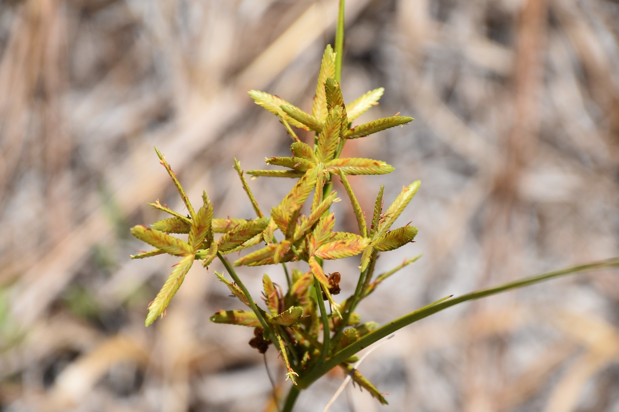 Cyperus lecontei