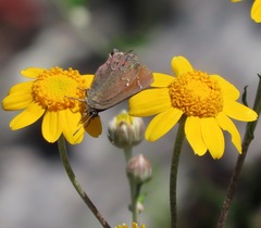 Callophrys muiri