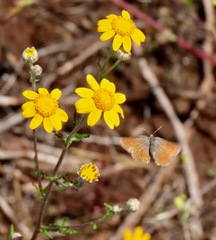 Callophrys muiri