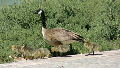 Branta canadensis