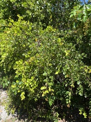 Reynosia septentrionalis, photograph author not stated, no rights reserved