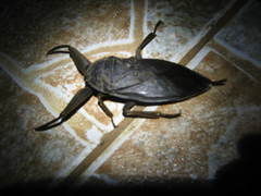 Lethocerus collosicus