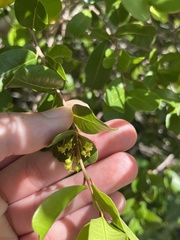 Reynosia septentrionalis, photograph author not stated, no rights reserved