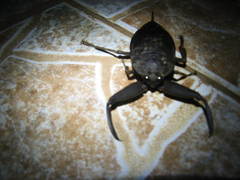 Lethocerus collosicus