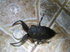 Lethocerus collosicus