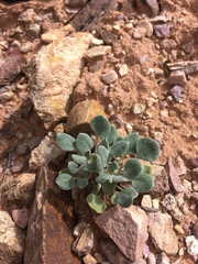 Chamaechaenactis scaposa