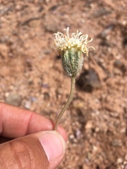 Chamaechaenactis scaposa