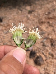 Chamaechaenactis scaposa