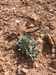 Chamaechaenactis scaposa