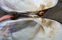 Alasmidonta undulata