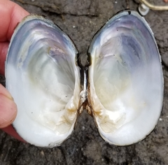 Alasmidonta undulata