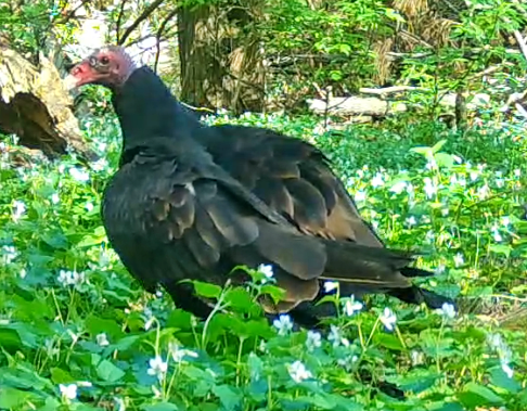 Turkey Vulture photographed in Nebraska