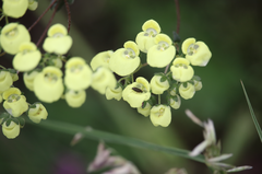 Calceolaria nudicaulis