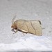Tent Caterpillar Moths - Photo (c) blake hendon, some rights reserved (CC BY-NC), uploaded by blake hendon