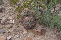Homalocephala parryi