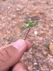 Ipomopsis polycladon