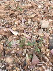 Ipomopsis polycladon