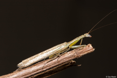 Orthoderella major