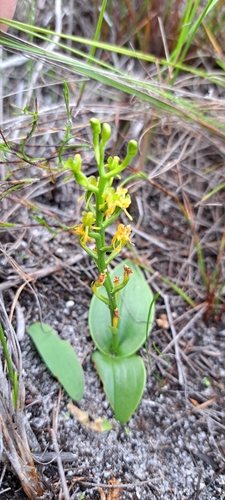 Image of Liparis capensis by (c) Liezl van der Merwe, some rights reserved (CC BY)