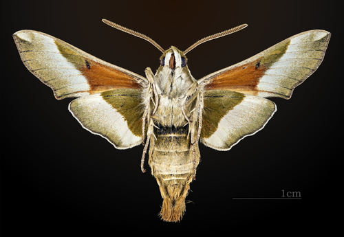 Juanita Sphinx photo 2