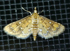 Niphograpta albiguttalis