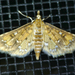 Water Hyacinth Moth - Photo (c) krancmm, some rights reserved (CC BY-NC), uploaded by krancmm