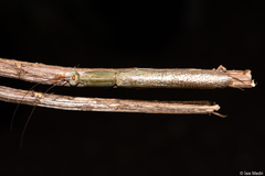 Orthoderella major
