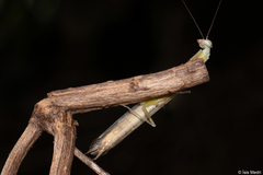 Orthoderella major