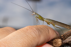 Orthoderella major