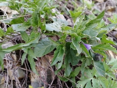 Physochlaina physaloides