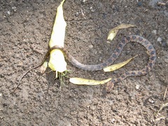 Leptodeira rhombifera