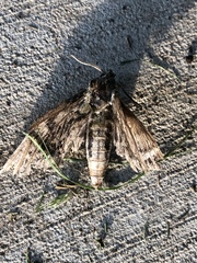Sphingini