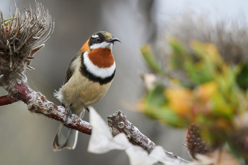 Western Spinebill