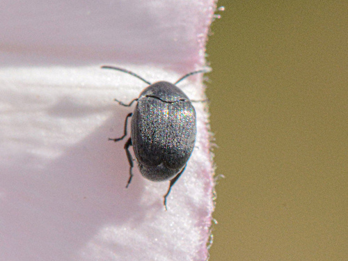Spermophagus, 2024-06-07