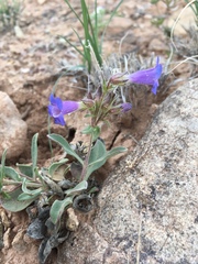 Penstemon moffatii