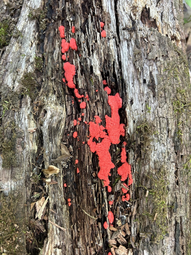 Tubifera from Kilbuck Bluffs County Forest Preserve, Rockford, IL, US ...