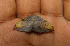 Hypochrosis hyadaria