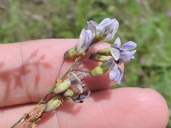 Pediomelum linearifolium