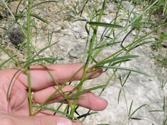 Pediomelum linearifolium